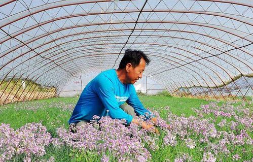 碧桃种植，注意事项多