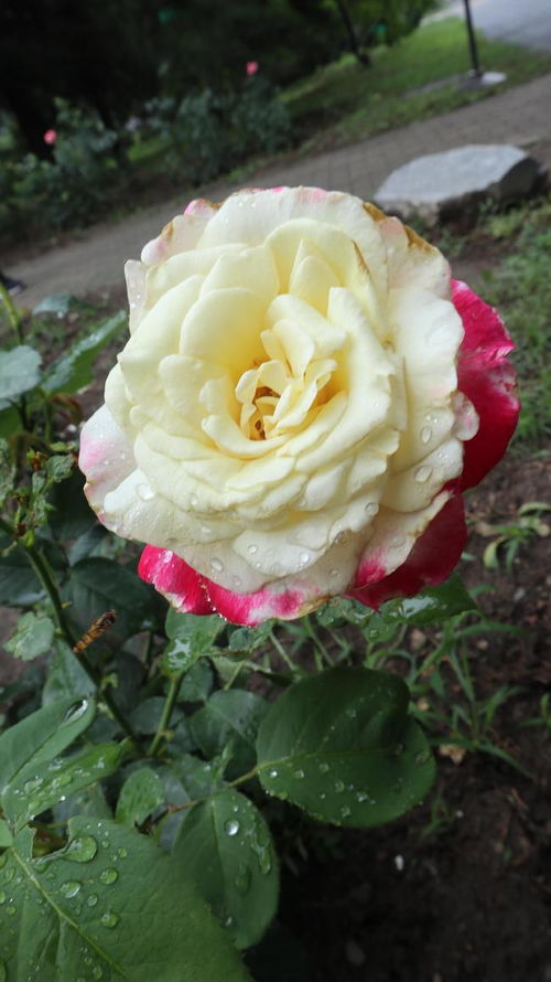 月季、 玫瑰、蔷薇的特点