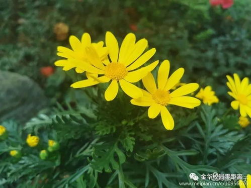 错误案例：哈尔滨王女士的除虫菊种植悲剧