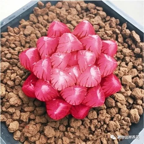 4.证件造假：买假证书， 或着杜撰自己同过了什么考试，比如谎称四六级同过、有注册会计师证书、教师资格证等等。