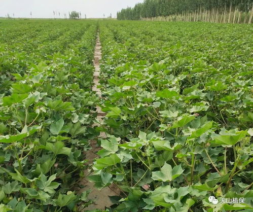 甲维茚虫威：棉田虫害的克星， 每亩成本揭秘