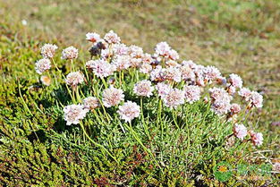 金雀花喜阳光充足、排水良好土壤
