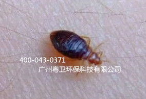 杀蚜虫药能否杀地下虫？木虱和臭虫是同一种虫吗？