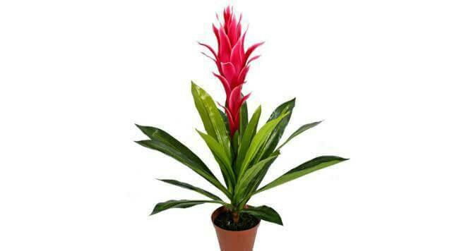 生肖虎的象征——牡丹