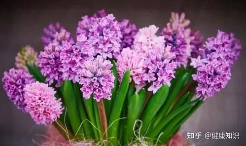 秋季播种的花卉选择