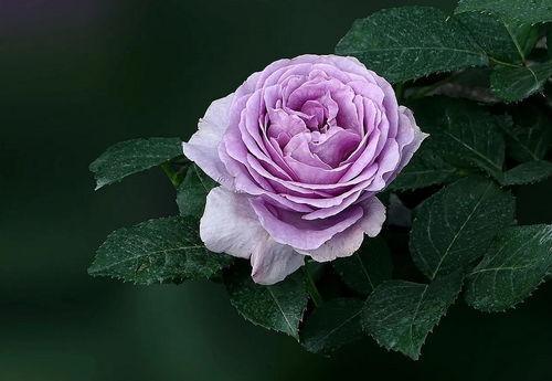 大花月季苗丰花月季苗树状月季苗详细信息