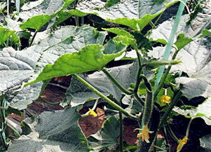 春季播种除虫菊， 时间选择有讲究