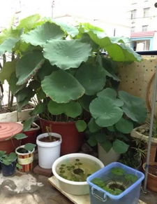 第三步：下种藕