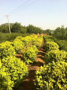 绿化苗木涂白，你了解多少？