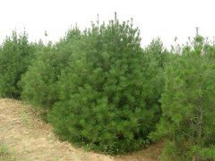 中国花木网的白皮松价格参考