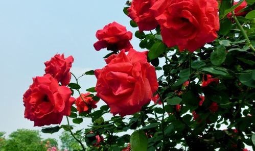 玫瑰花和月季花的大不同