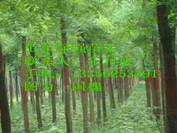 苗木市场遍布全国， 交易场所丰富多样