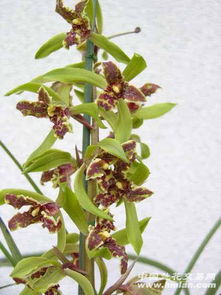 奇观再现：绵阳花友王姐的蕙兰养护经验