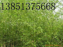 沭阳花木场：全国绿化千佳村的美誉