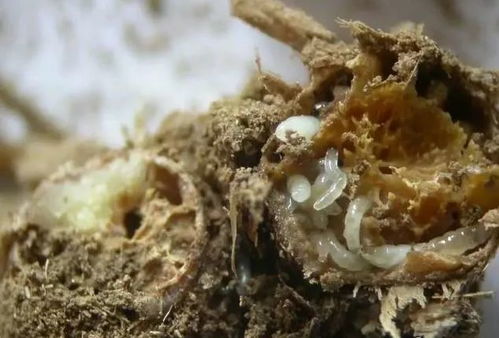 有机大蒜根蛆防治，需了解其生活习性和生态环境