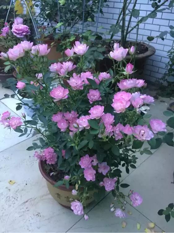 户外花开四季，夏季盛放的秘密！