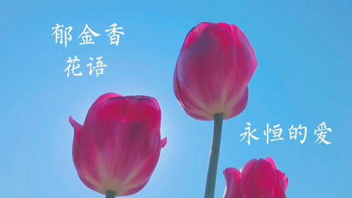 郁金香花语中“永恒的爱”深层含义是什么
