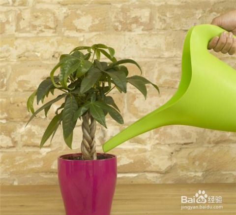 网购发财树养护指南：浇水实战手册，揭秘如何判断浇水时机？