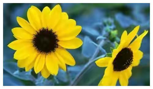 革新花卉保鲜技术：迎接盛夏，果实收获季的完美守护