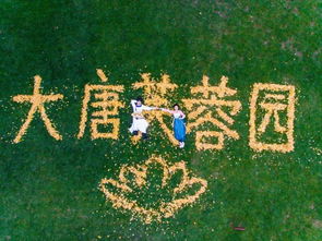 双银杏叶，和谐长寿意何在