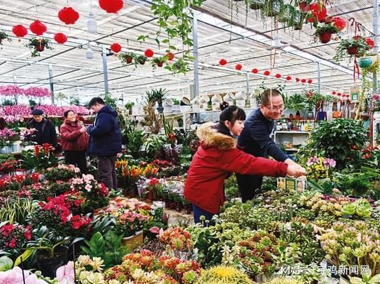 挑选花卉的技巧