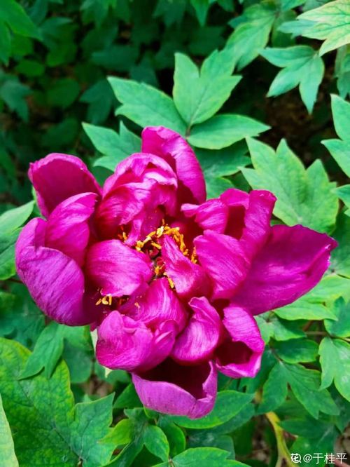 东北秋天耐寒的花儿们，快来认识一下吧！