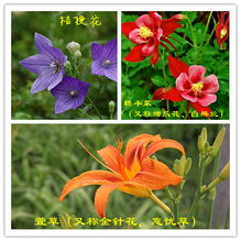 如何选择456月开花的植物，实现全年花卉不断？