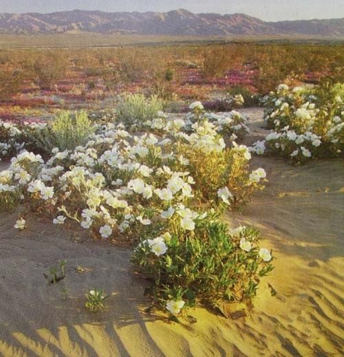 长寿树， 生态保险的种子