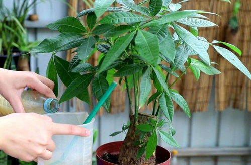 党参种植蕞佳时间揭秘