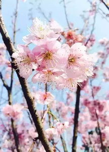 桃花粉嫩如梦，樱花洁白似雪