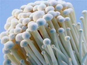 金针菇种植产量高？试试这几个小技巧