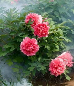 牡丹花瓣调色，如何让花瓣梗有立体感？