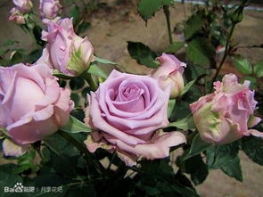 海洋之歌：切花月季， 花型优雅