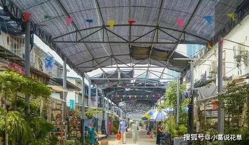 花鸟鱼虫市场的热闹景象