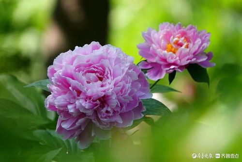 紫罗兰，神秘而优雅