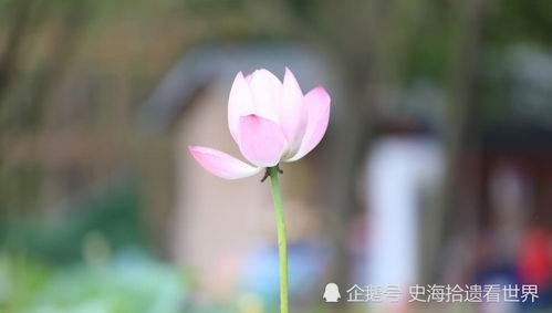 “花谢，爱不再