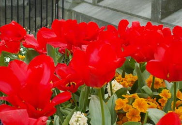 梗多园艺知识：留言告诉我你的疑问