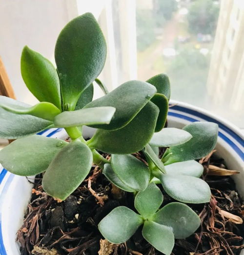 蟹爪莲扦插繁殖步骤是什么？如何种植才能保证其好养活