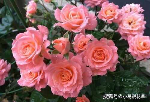 ：月季花的美艳争夺战