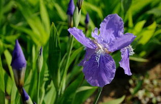 养护鸢尾花的小技巧