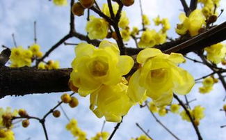 腊梅花的水， 婴儿的清凉剂