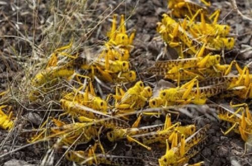 农田调查，科学防治