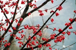 腊梅花的美丽与果实的不起眼