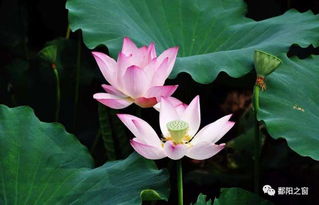 拓展疑问：如何选择有潜力的荷花研究方向？