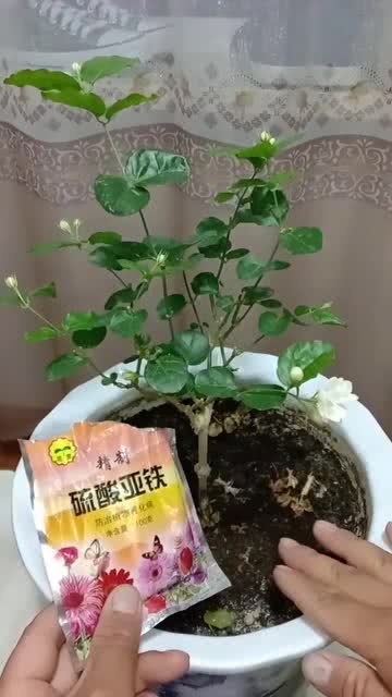 梨树已开花嫁接，如何成功