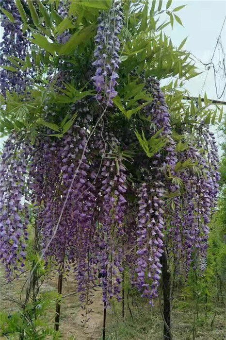 二十载的陪伴，情谊如酒浓