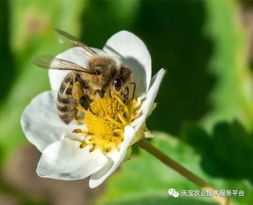 虫媒花与风媒花有何显著区别？虫媒花如何利用昆虫传播花粉