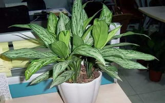 室内除甲醛植物推荐，你家养了哪种