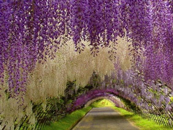 紫藤花的价格大揭秘，你了解多少？