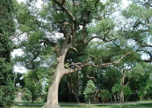 海南常见树种大盘点， 热带风情里的绿色精灵
